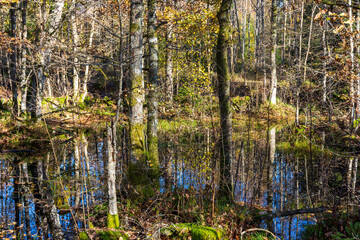 lake in the forest