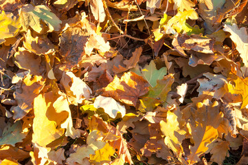 background yellow autumn leaves in sunlight close-up