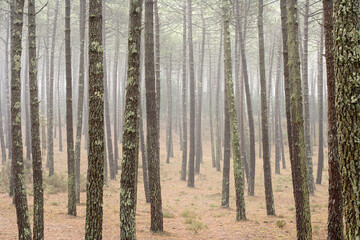 Foggy pine forest