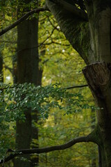 Fooliage of a falls season