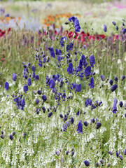 Chinese aconite or chinese wolfsbane - Aconitum carmichaelii - Beautiful blue flowers on stems with highly decorative, deeply lobed leaves