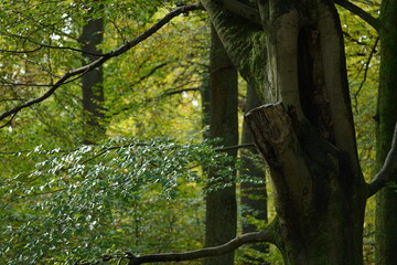 Fototapeta premium Fooliage of a falls season