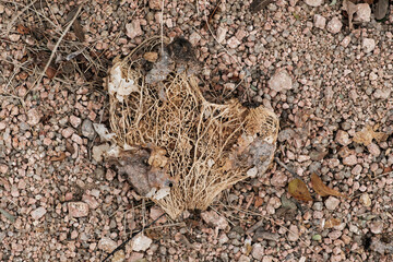 the dried fiber structure of a half-rotten cactus leaf on the ground