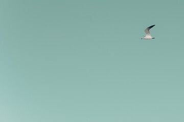 view of a sea gull in flight from from the side in front of an even teal colored background