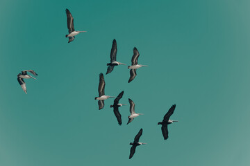 school of pelicans flying in formation seen from below in front of teal colored and even sky