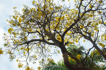 Tabebuia tree branch and yellow flowers