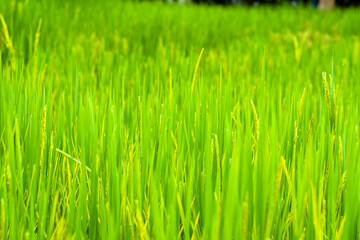 green grass in the morning