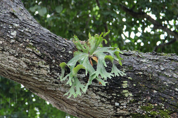 Big staghorn fern growing on bark tree.