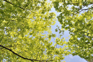 Obraz premium green leaves against blue sky