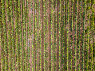 Vineyard near Eguisheim in Alsace France