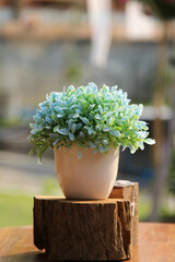 A little plant in a ceramic pot on a wooden stump.
