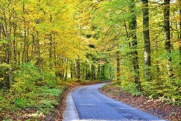 road in autumn forest