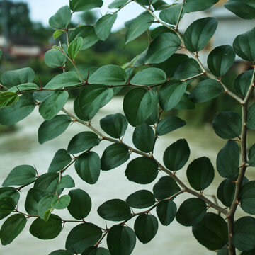 Green leaves of Sidr (Lote Tree) refer to Ziziphus Lotus © Solahuddin