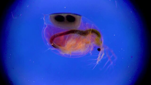 (Daphnia magna, Cladocera), small planktonic crustacean under the microscope, close-up