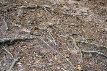 Close up of exposed tree roots in soil
