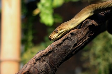 Naklejka na ściany i meble Snake Amethystine python or Python Patola is found in Indonesia, Papua New Guinea, and Australia.