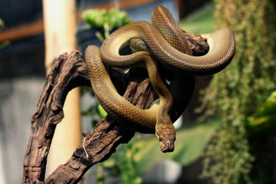Snake Amethystine python or Python Patola is found in Indonesia, Papua New Guinea, and Australia.