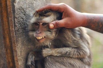 Condition of monkeys in Indonesian animal sanctuary