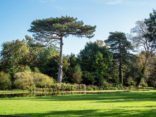 Beautiful trees in a park with a pond at Scampston, North Yorkshire, England