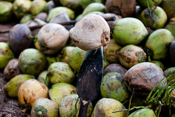 Iron spear for coconut peeling from coconut farmers in Damnoen Saduak, Thailand.
