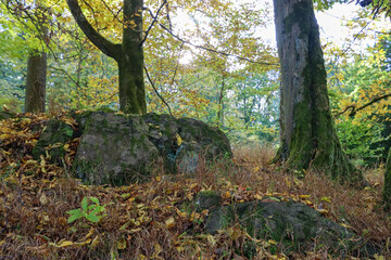 Herbstwald