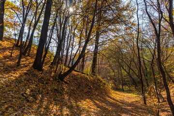 a winding path in the autumn forest on the hillside