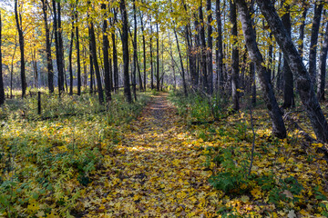 Fototapeta premium a path in the autumn forest strewn with maple leaves