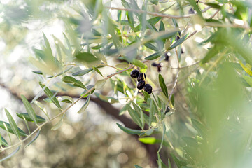 Black olives on a branch, green bokeh background