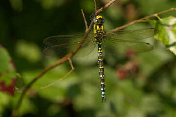 Blaugrüne Mosaikjungfer (Aeshna cyanea)