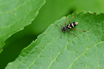 Gemeiner Widderbock (Clytus arietis)
