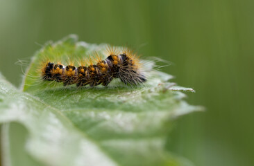 Goldhaar-Rindeneule (Acronicta auricoma)