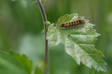 Goldhaar-Rindeneule (Acronicta auricoma)