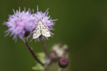 Seerosenzünsler (Elophila nymphaeata)