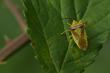 Wipfel-Stachelwanze (Acanthosoma haemorrhoidale)