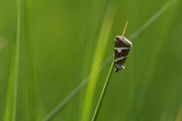 Silbereulchen (Deltote bankiana)
