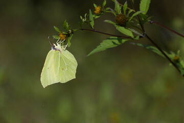 Zitronenfalter (Gonepteryx rhamni)