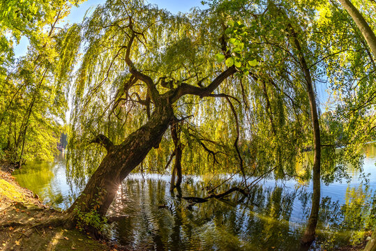 Trauerweide am Ostparkweiher in Frankfurt am Main im Abendlicht