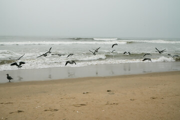 Flock of seagulls flying over the sea