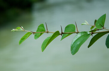 Close up view of ziziphus mauritiana leaves on a branch