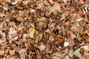 pile of dried tree leaves, viewed from above, background concept or texture