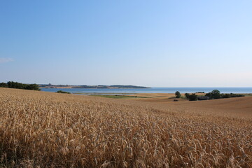 wheat field at the lake
