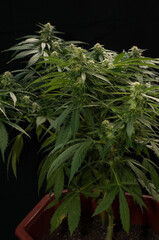 medical marijuana plant with buds flowering in growing pot on black background