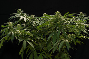 medical marijuana plant with buds flowering in growing pot on black background