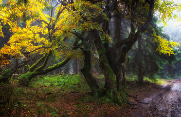 autumn forest in the morning