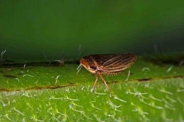 Cicada sitting on plant stem