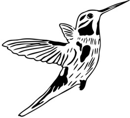 hummingbird vector