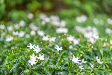 Bush with white flowers in the foreground and a blurred bokeh background.