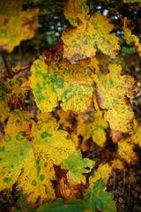 Foliage of a n Acer tree with different colors due to fall season