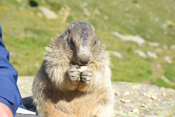 Murmeltiere in freier Wildbahn