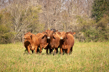Portrait of beef cattle at natural farm. Agribusiness - Close red Brangus Cattle, in natural...